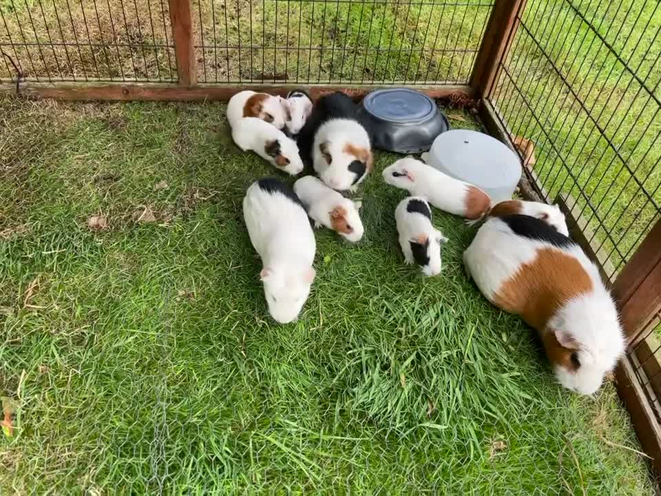 Guinea Pig rodents for sale: Guinea Pigs - Video 2