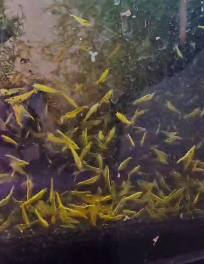 Shrimps fish for sale: Yellow Cherry Shrimps for sale  - Video 1