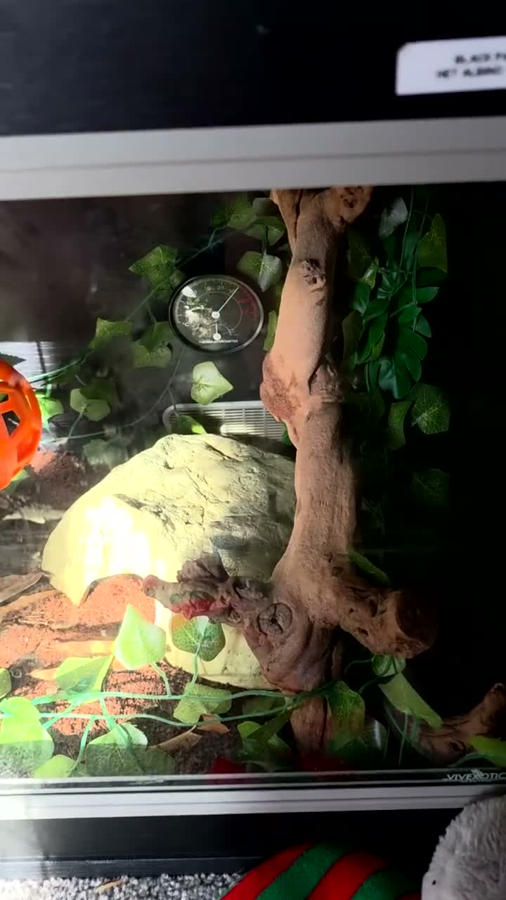 Snake reptiles for sale: 3 female 1 male  - Video 1