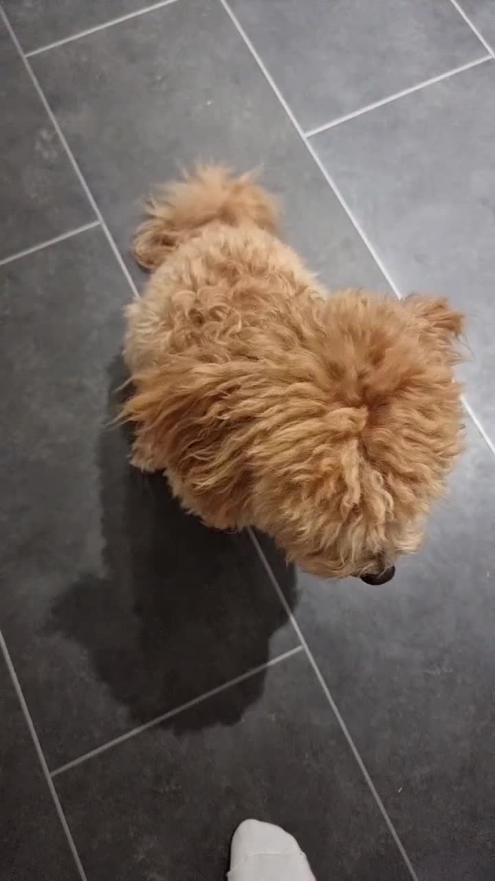 Maltipoo dogs for sale: Beautiful Maltipoo Puppies - Video 2