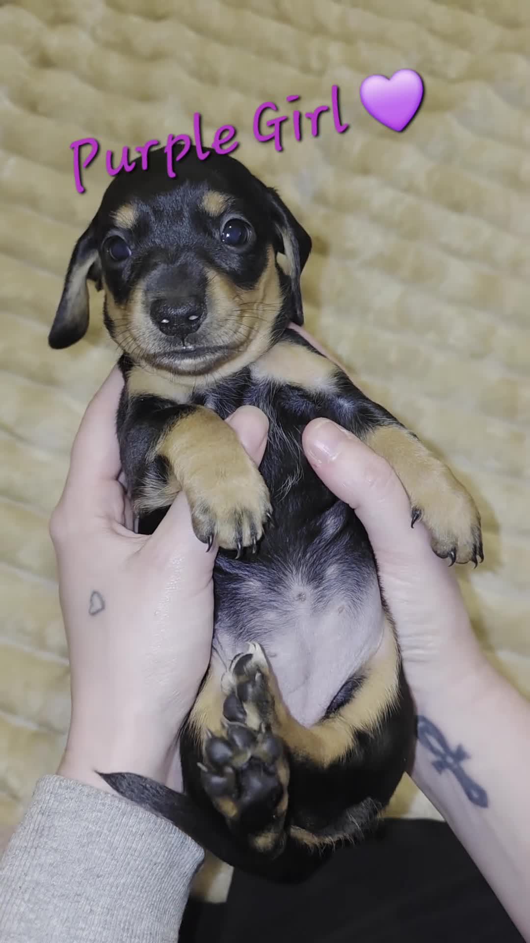 Miniature Dachshund dogs for sale: All reserved plz see my other add - Video 1