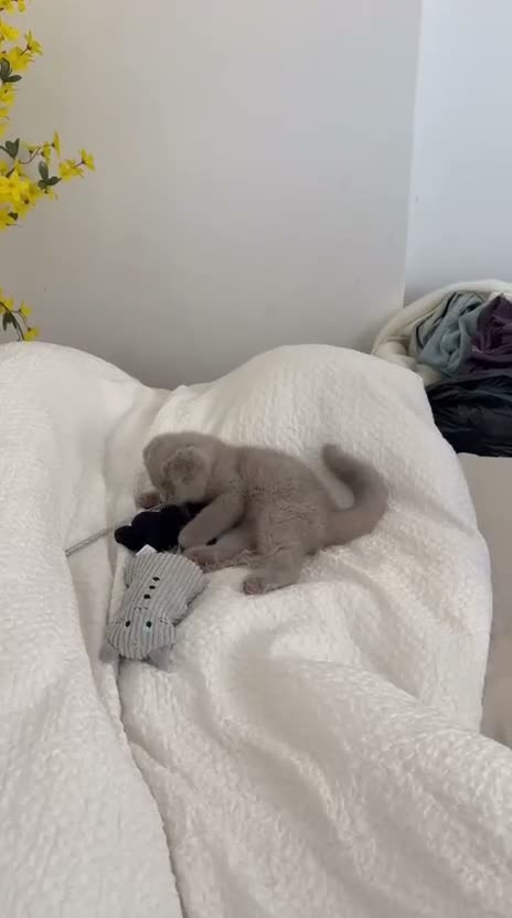 British Shorthair cats for sale: British short hair  - Video 1