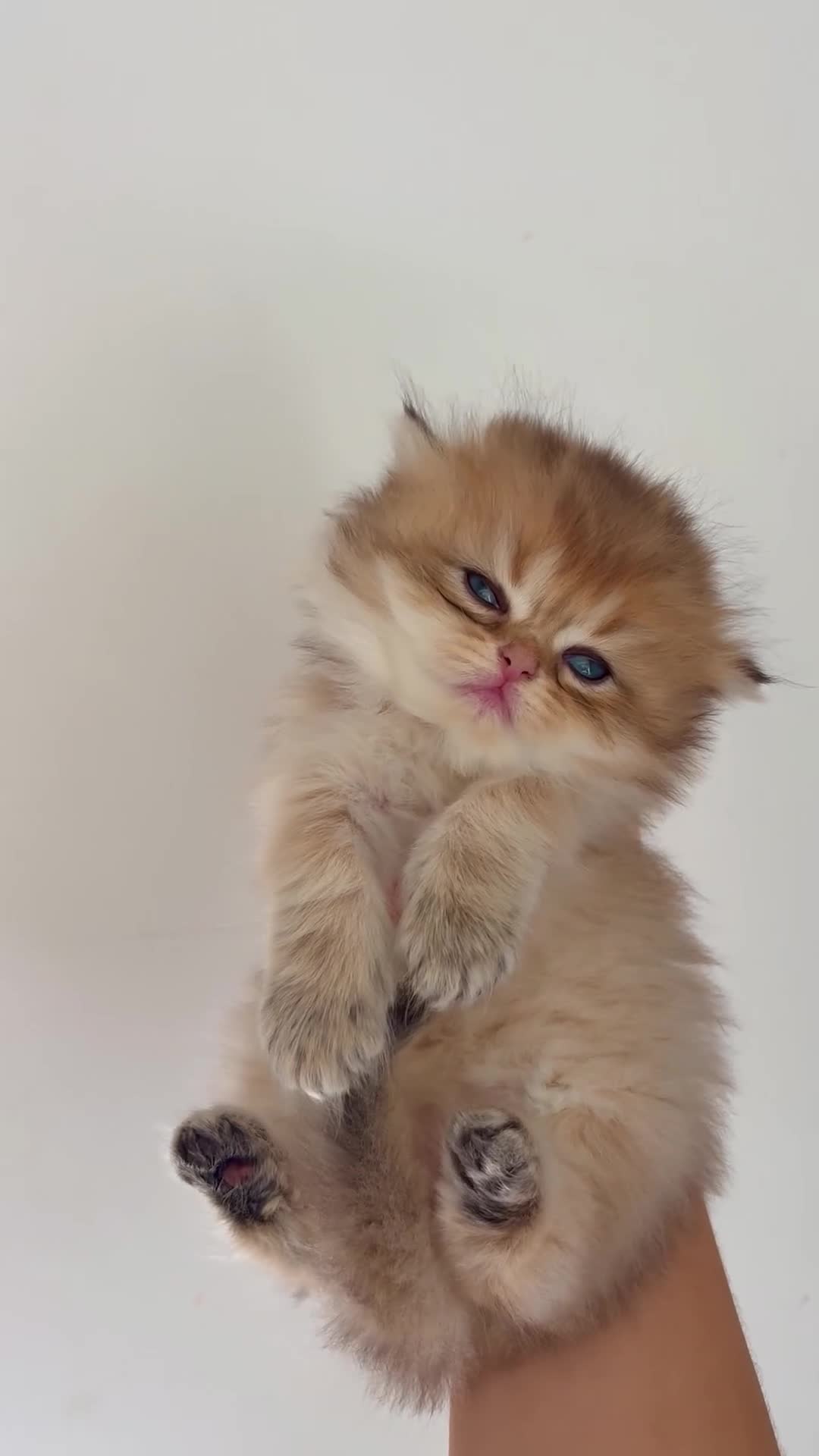 British Shorthair cats for sale: Pedigree chinchilla golden kittens ✨ NY12 - Video 5