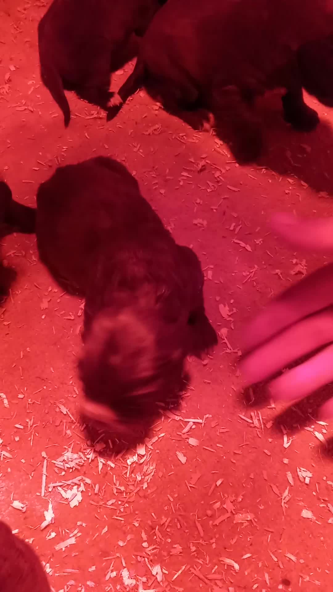 Cocker Spaniel dogs for sale: Gorgeous chocolate cocker spaniels  - Video 1