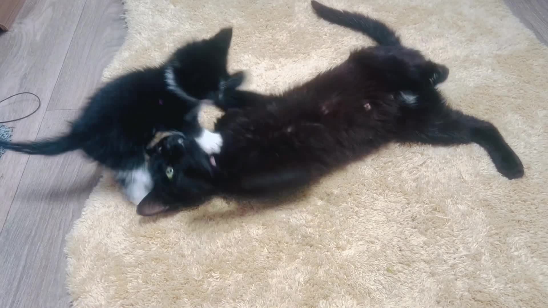 Mixed Breed cats for sale: Ready to leave  - Video 1