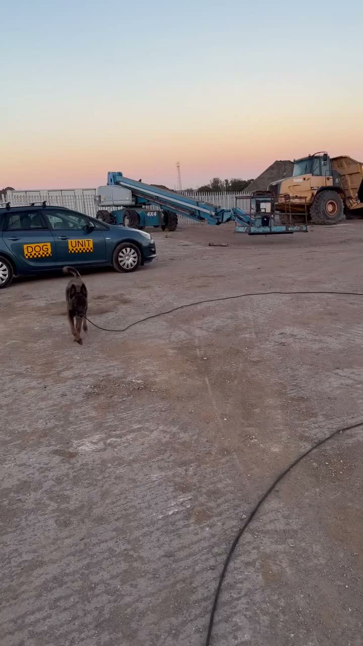 Mixed Breed dogs for sale: Trained security Belgiun Malinois  in Leeds - Video 3