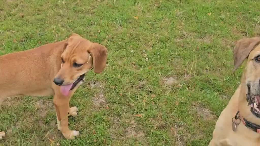 Mixed Breed dogs for adoption: RUBY - 8 months old, Female, Vizla Mix - Video 1