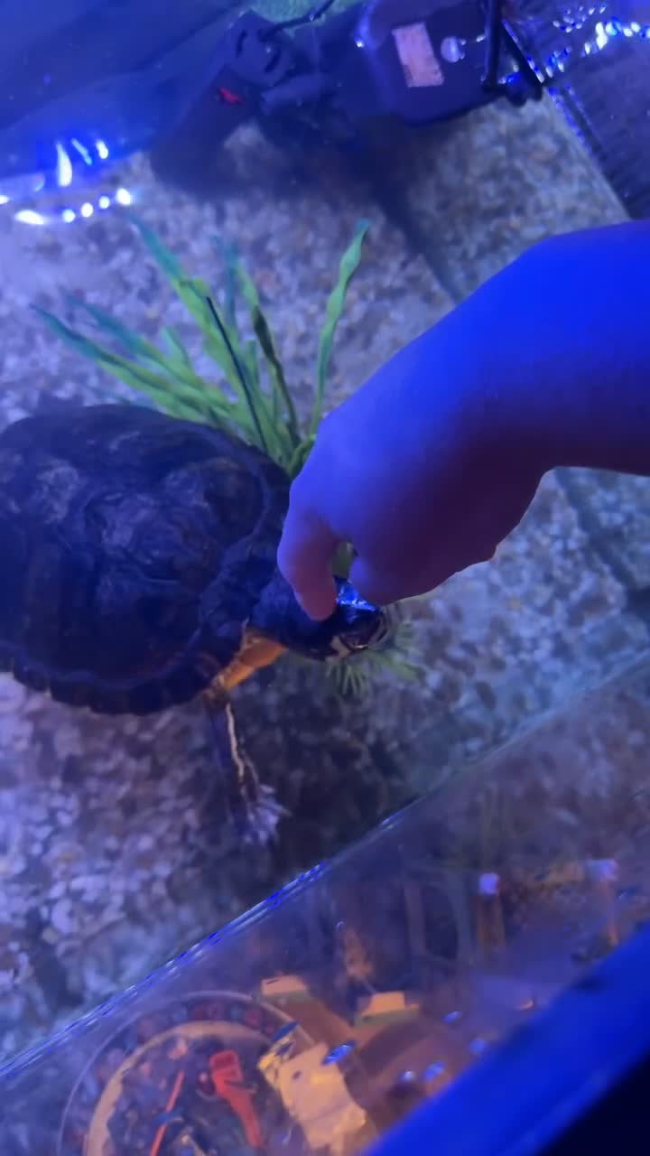 Terrapin reptiles for sale: Turtles - Video 2