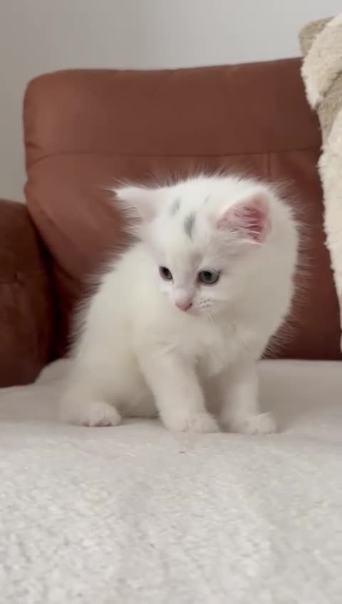 Turkish Angora cats for sale: 🐾 Two adorable kittens looking for a forever home in Hemel Hempstead - Video 3