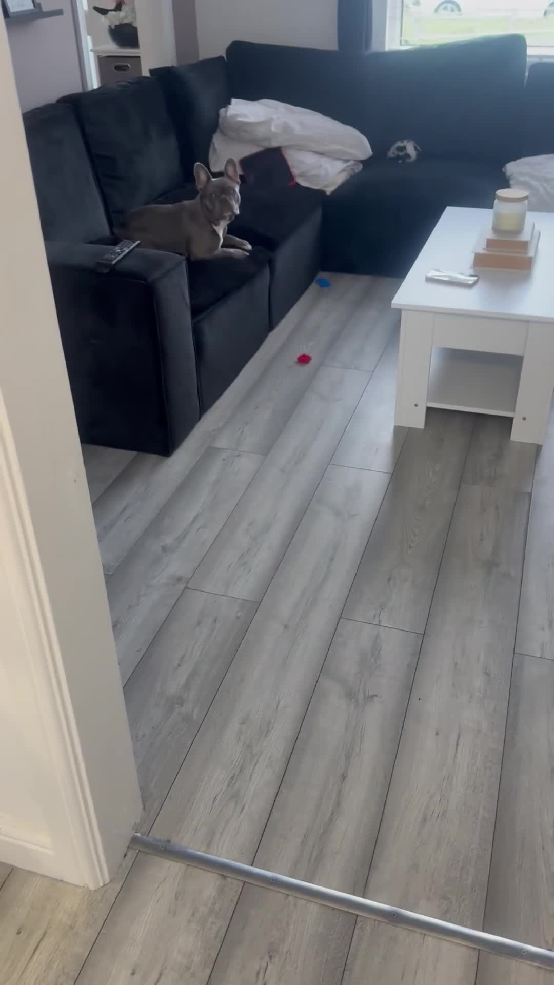 French Bulldog dogs for sale: French bulldog - Video 1