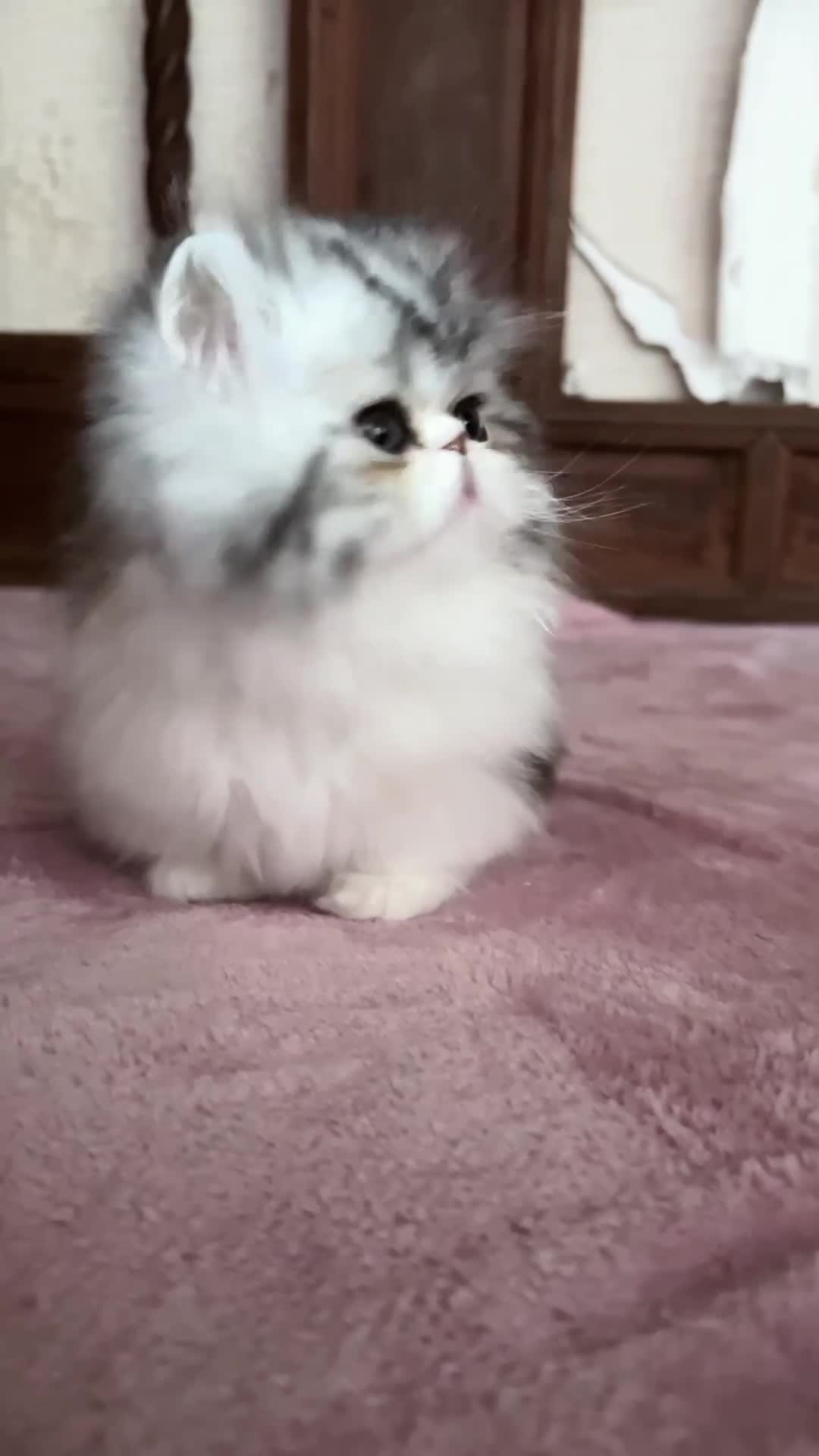 Munchkin cats for sale: Long hair short legged minuet cat  - Video 2