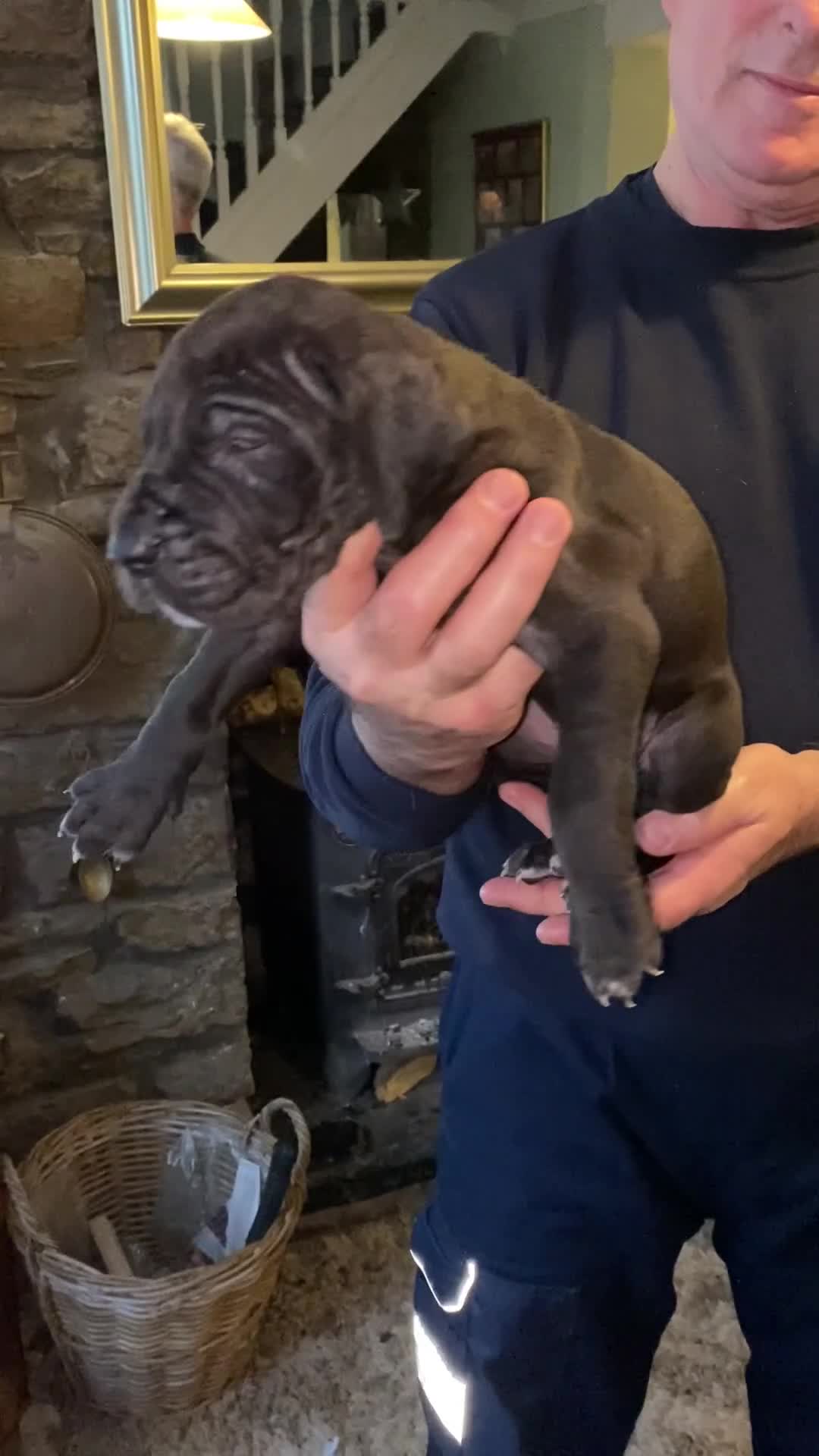 Great Dane dogs for sale: Beautiful kc reg Great Dane puppies - Video 5