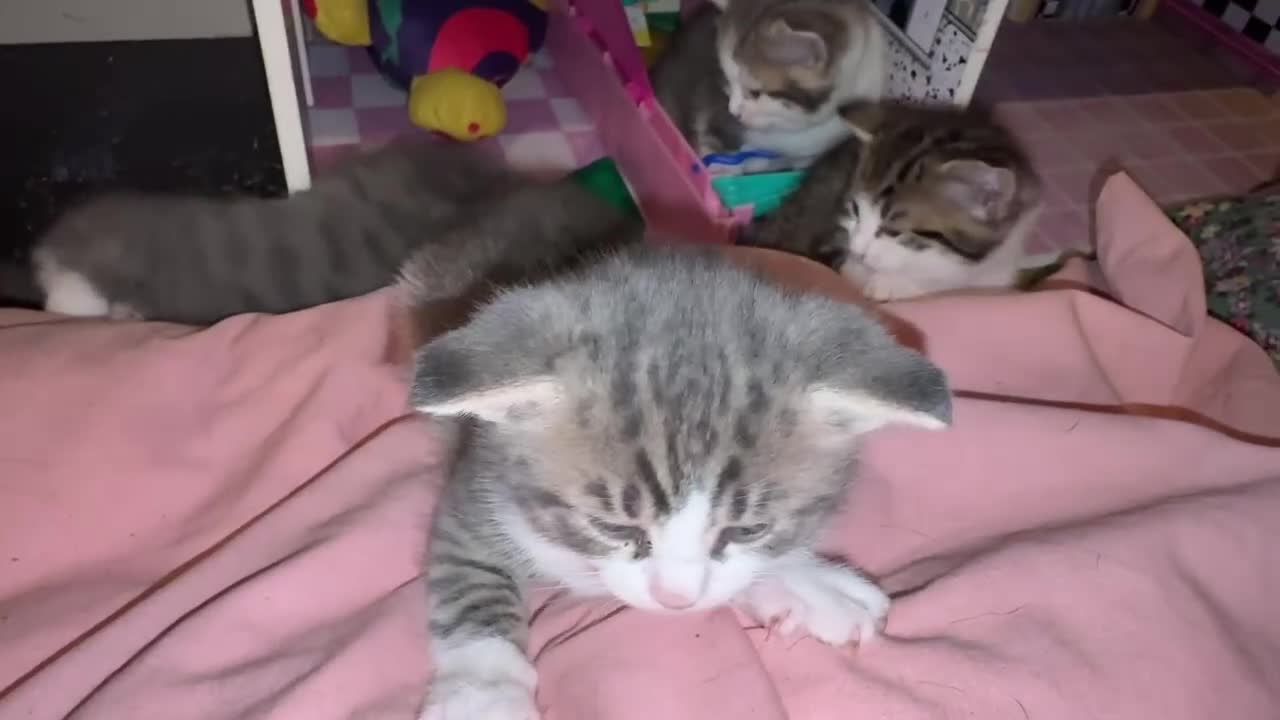 British Shorthair cats for sale: 4 lovely’s silver grey British shorthair  - Video 3