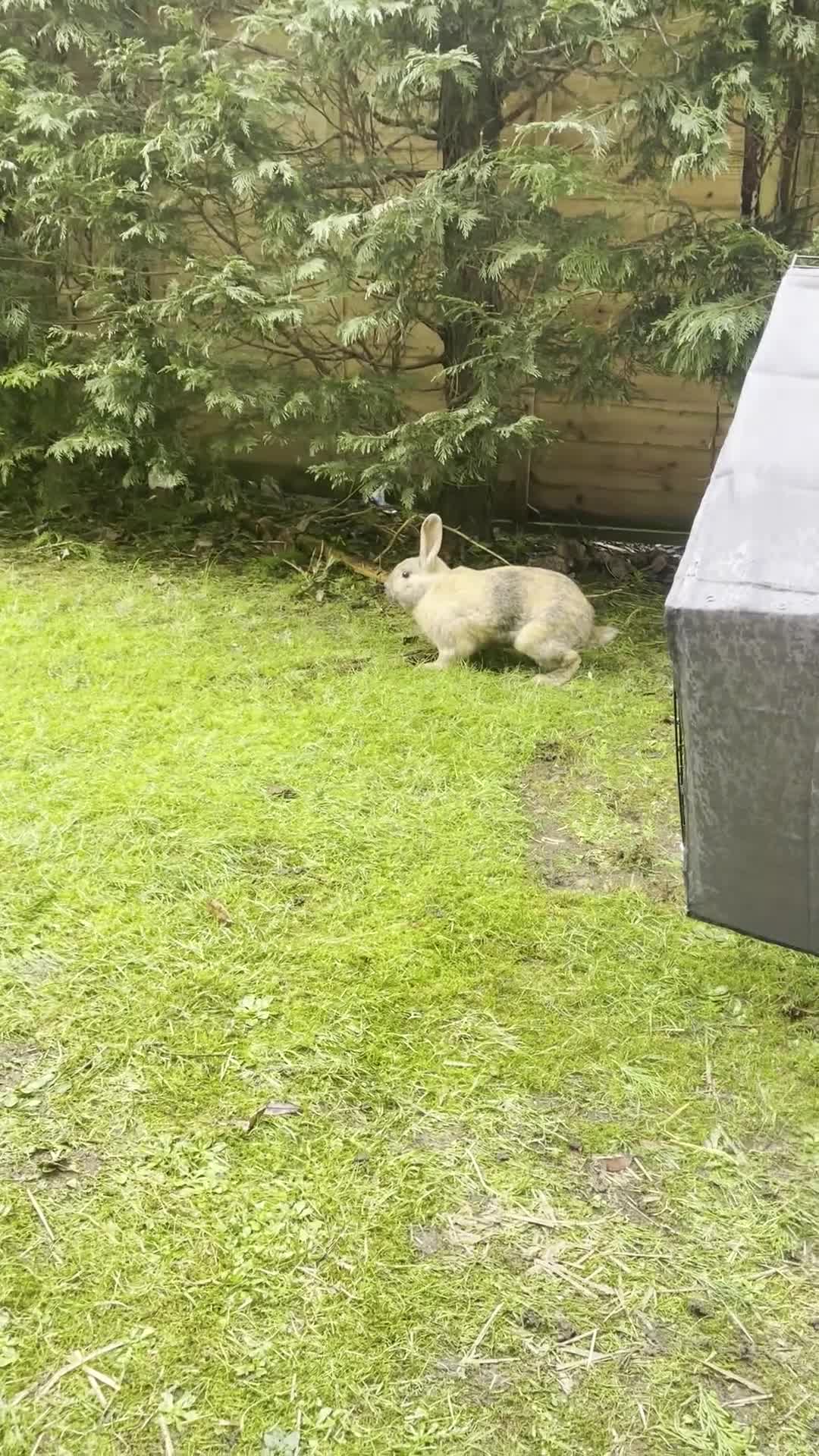 English Lop rabbits for sale: Two bunnies (pair) for sale with hutch and more in Batley - Video 1