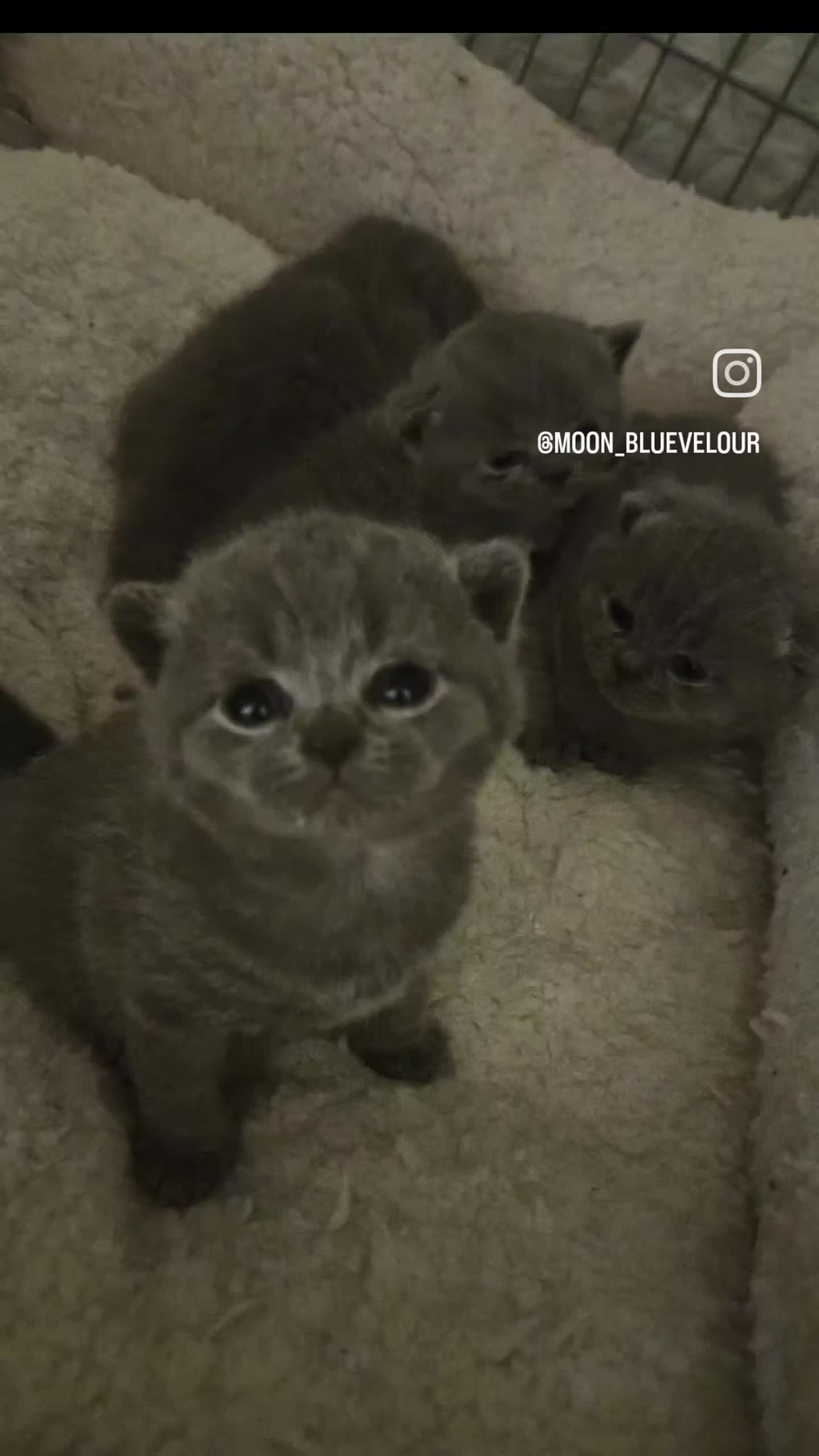 British Shorthair cats for sale: British Shorthair Kittens GCCF - Video 1