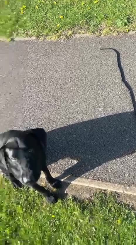 Labrador Retriever dogs for sale: Labrador retriever  - Video 1