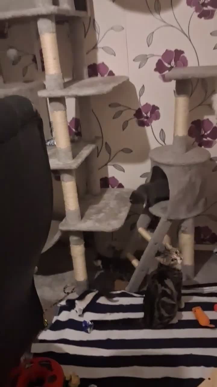 Mixed Breed cats for sale: Kittens mixed tabby in Boston - Video 1