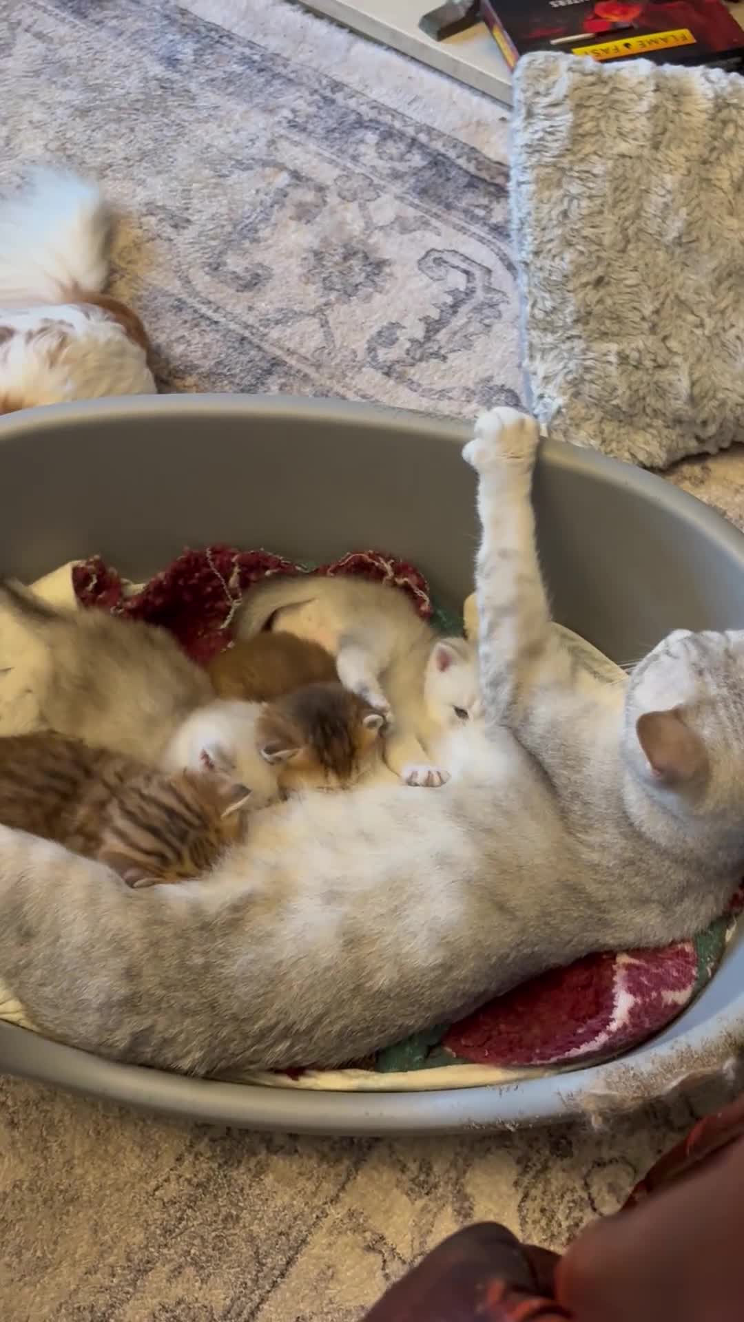 British Shorthair cats for sale: Exquisite litter of rare silver and golden bsh. - Video 4