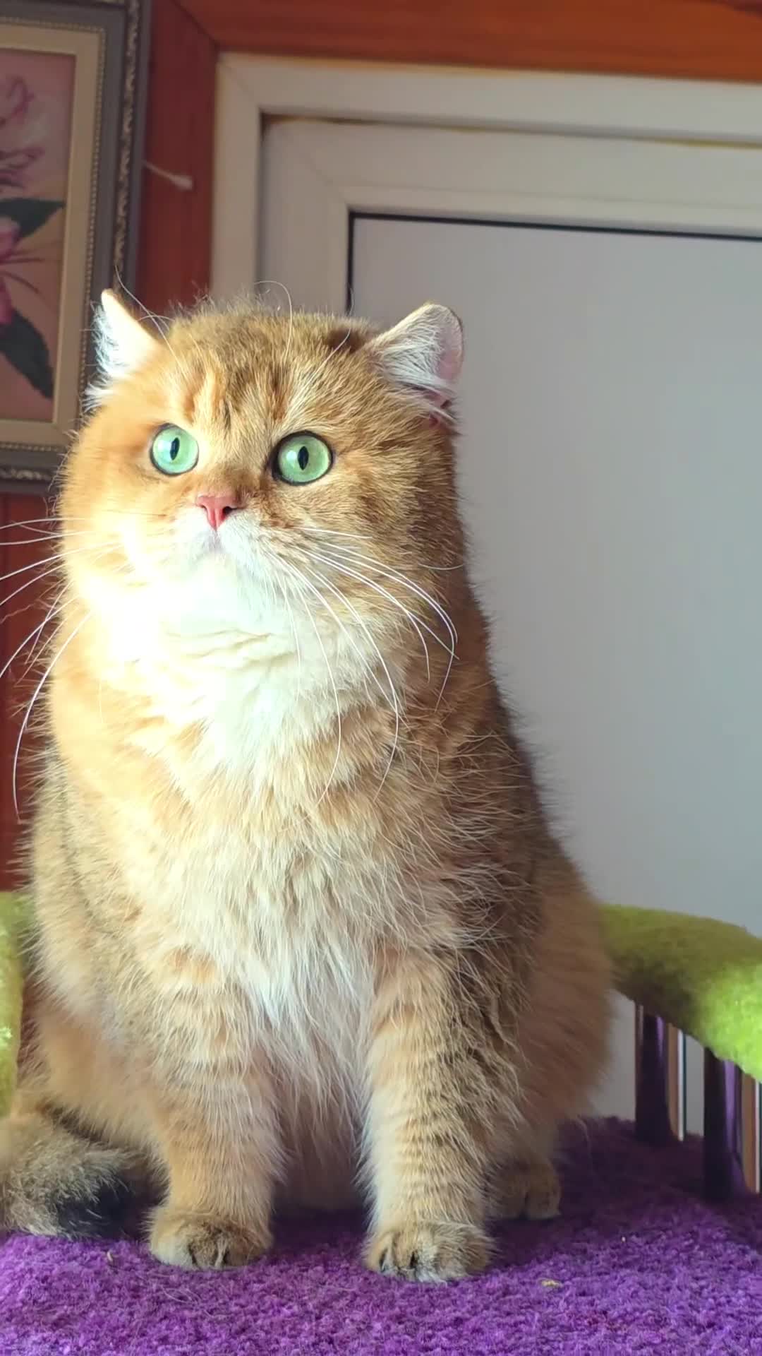 British Shorthair cats for stud: 👑 TICA GOLDEN SHADED NY12 BOY FOR STUD 👑🧸 - Video 1