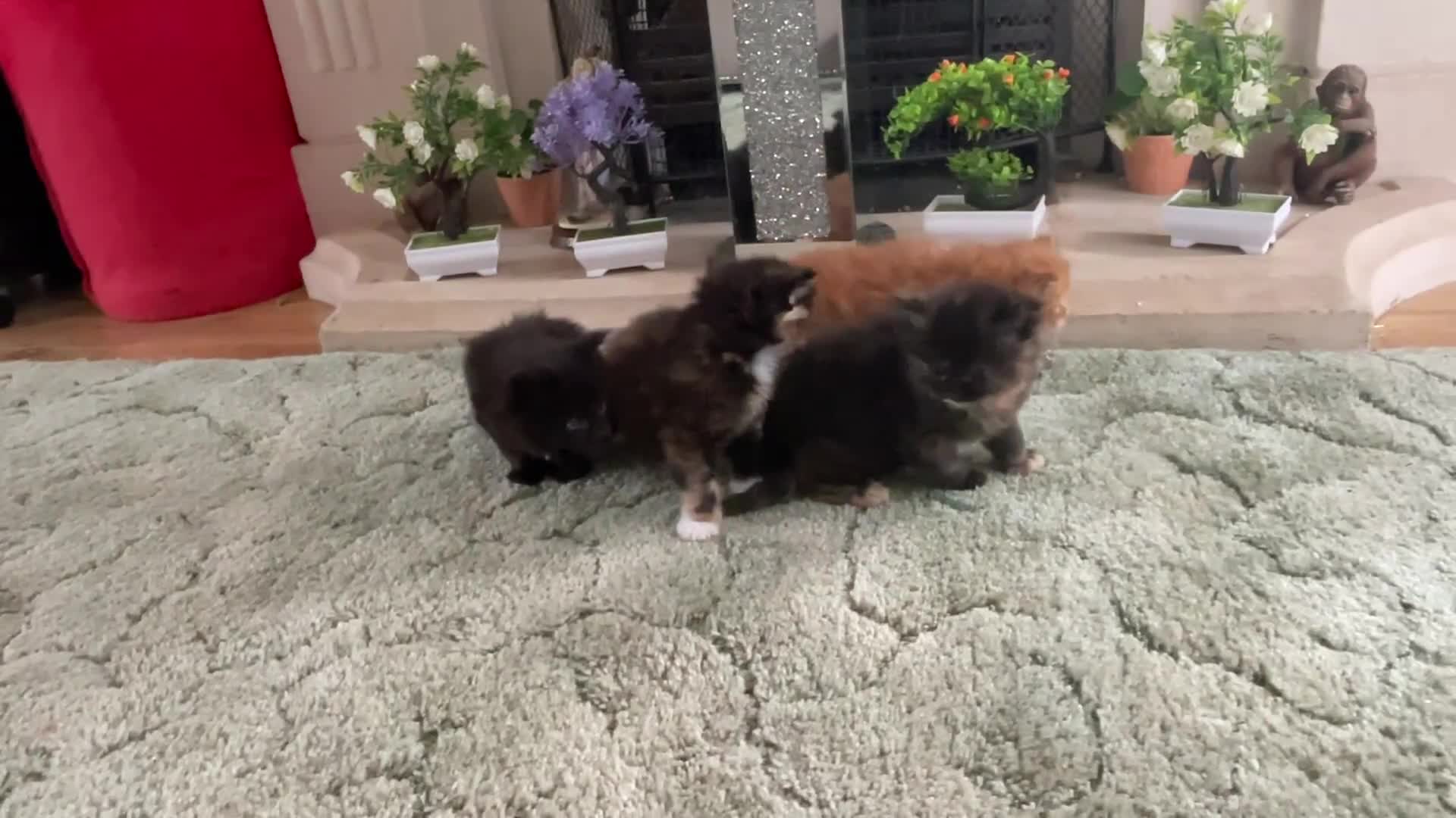 Maine Coon cats for sale: Maine Coon Kittens - Video 1