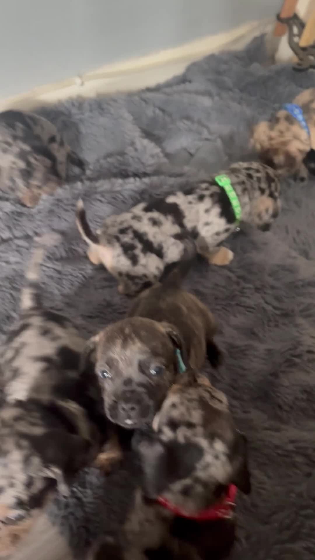 Mixed Breed dogs for sale: Beautiful Frenchie X Dachshund pups *5 left*  - Video 1