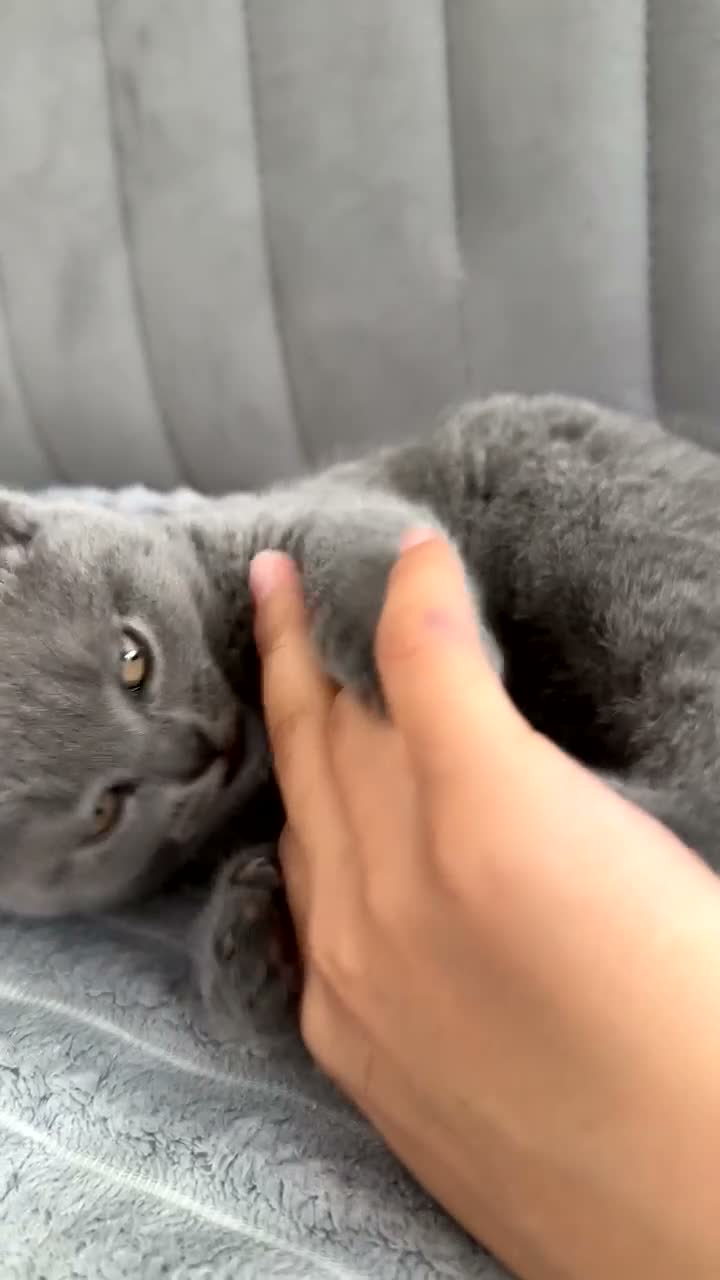 British Shorthair cats for sale: Female british shorthair  - Video 2