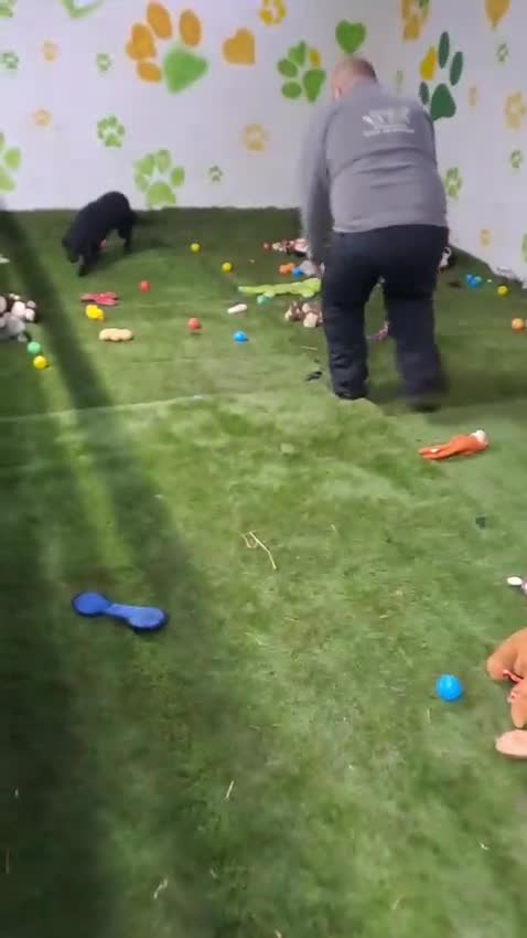 Mixed Breed dogs for adoption: Ebony 🐾 A Soft Little Heart Looking for Love - Video 1