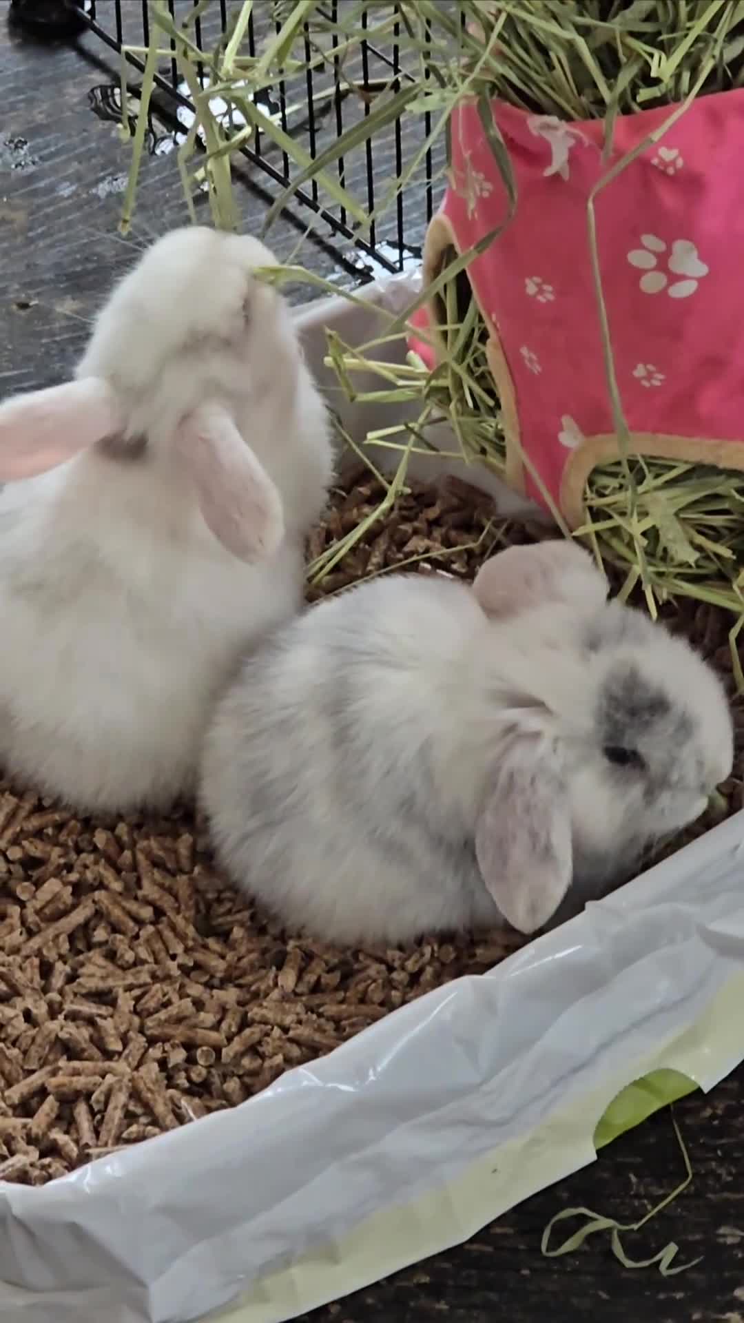 Mini Lop rabbits for sale: 2 gorgeous Mini lop baby girls  - Video 1