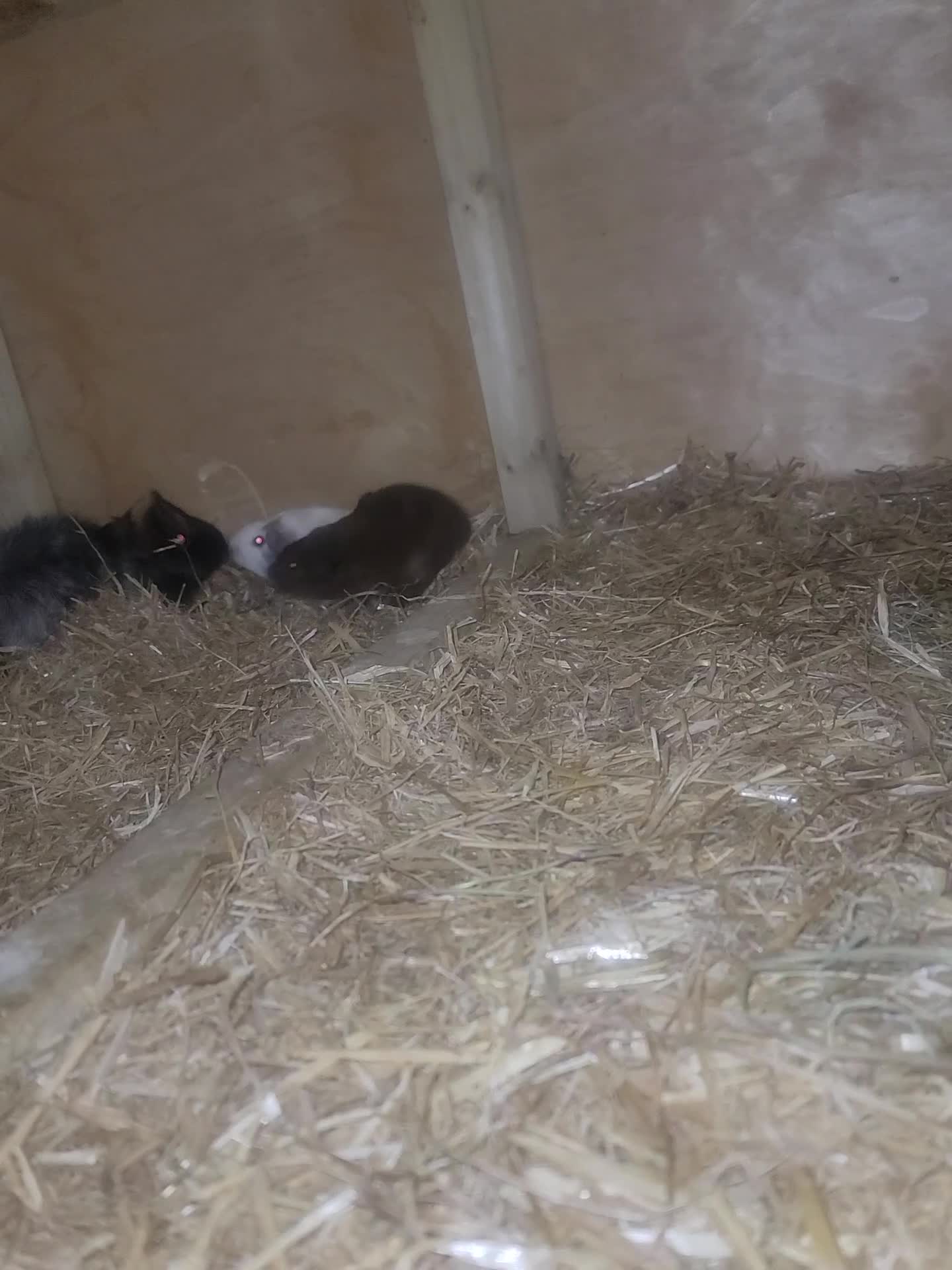 Guinea Pig rodents for sale: guinea pig  - Video 2