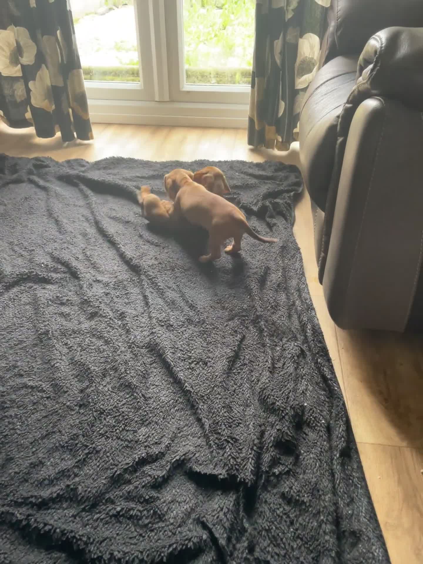 Miniature Dachshund dogs for sale: “Urgent homes needed! – Miniature Dashchunds - Video 4