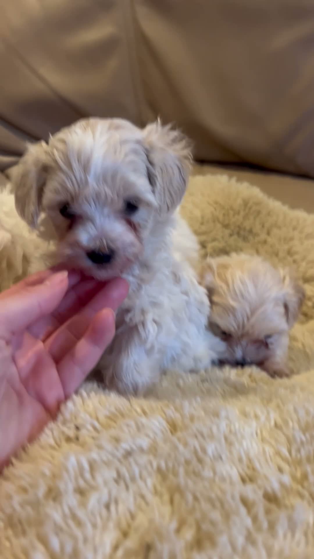 Maltipoo dogs for sale: Stunning little Maltipoo puppies  - Video 1