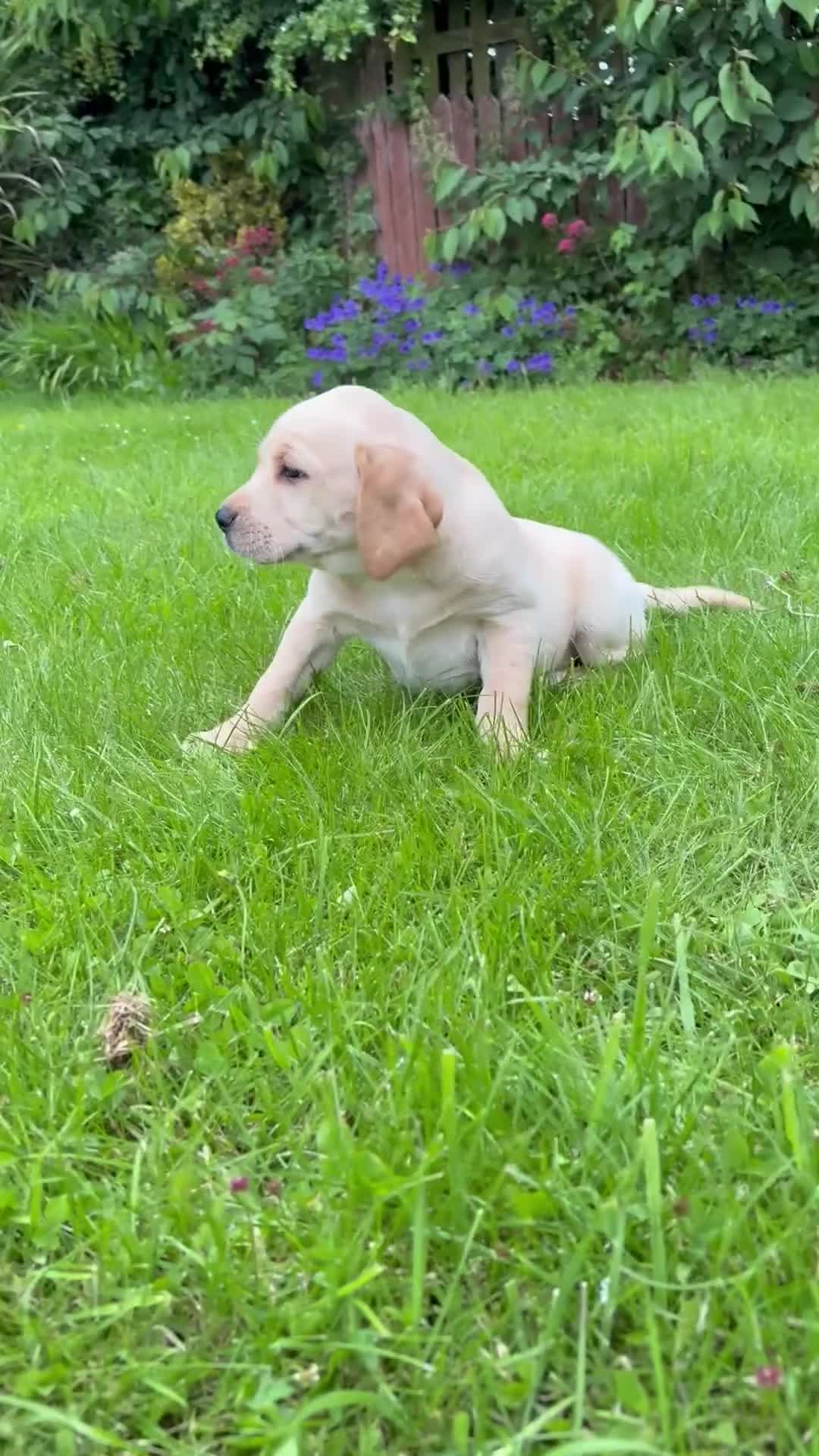 Labrador Retriever dogs for sale: KC LABRADOR PUPPIES - Video 2