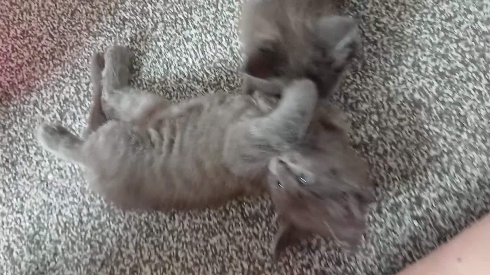 Maine Coon cats for sale: Pure breed Maine coon kittens in Liverpool - Video 1