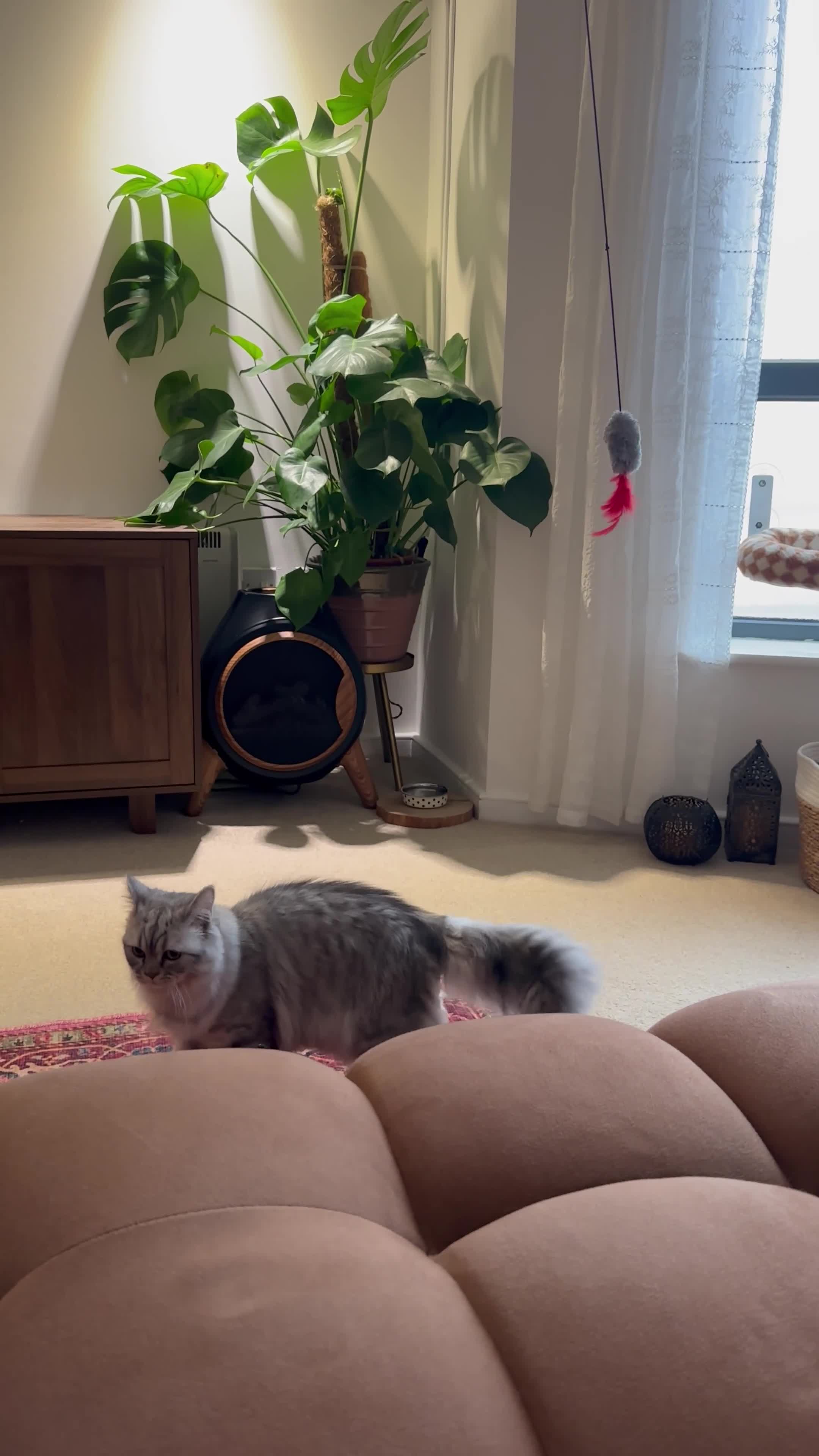 British Longhair cats for sale: British longhair kitten in Runcorn - Video 1