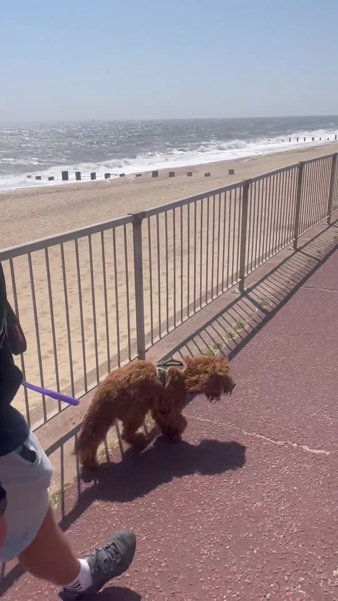 Cockapoo dogs for sale: Rosie 🐾 - Video 2