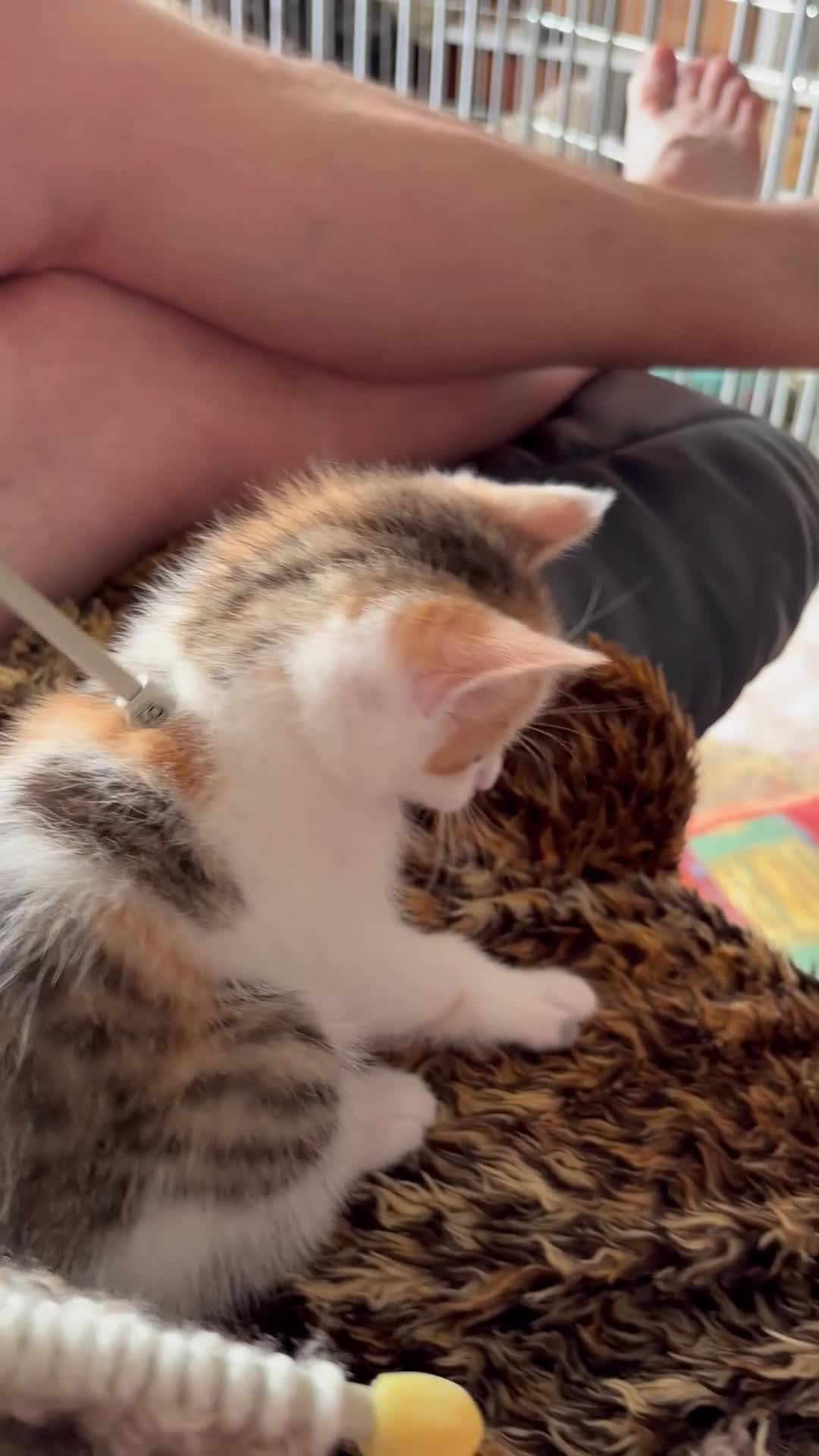 Mixed Breed cats for sale: Kitten full of love and fun  - Video 1