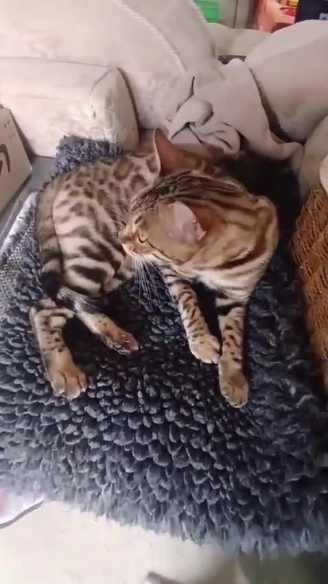 Bengal cats for sale: TICA Female Bengal HCM Tested Clear, Health-tested - Video 1