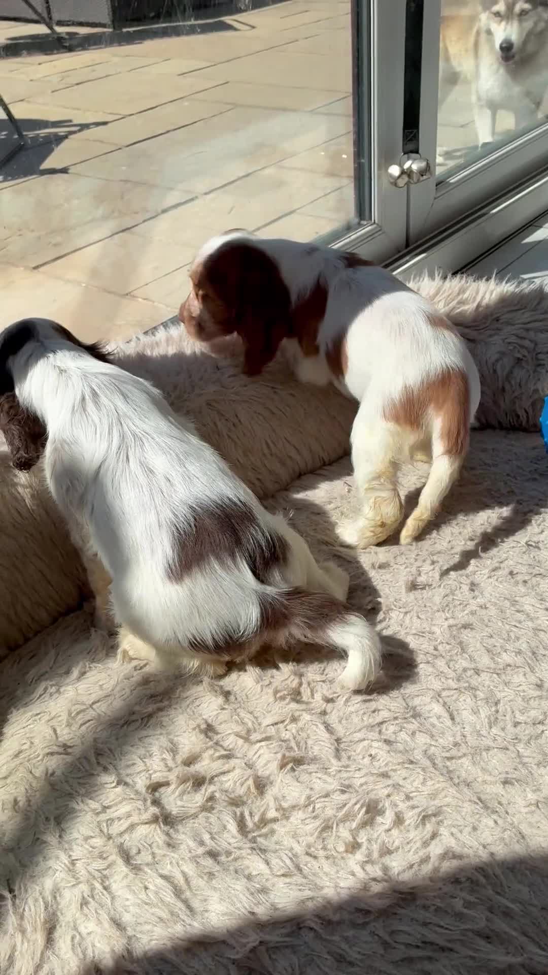 Cocker Spaniel dogs for sale: KC show spaniel last one !!!!! - Video 1