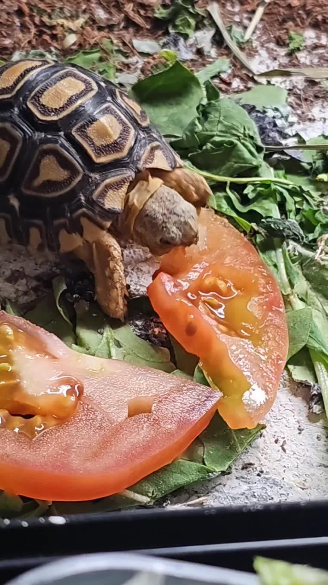 Tortoise reptiles for sale: Baby leopard tortoise - Video 2