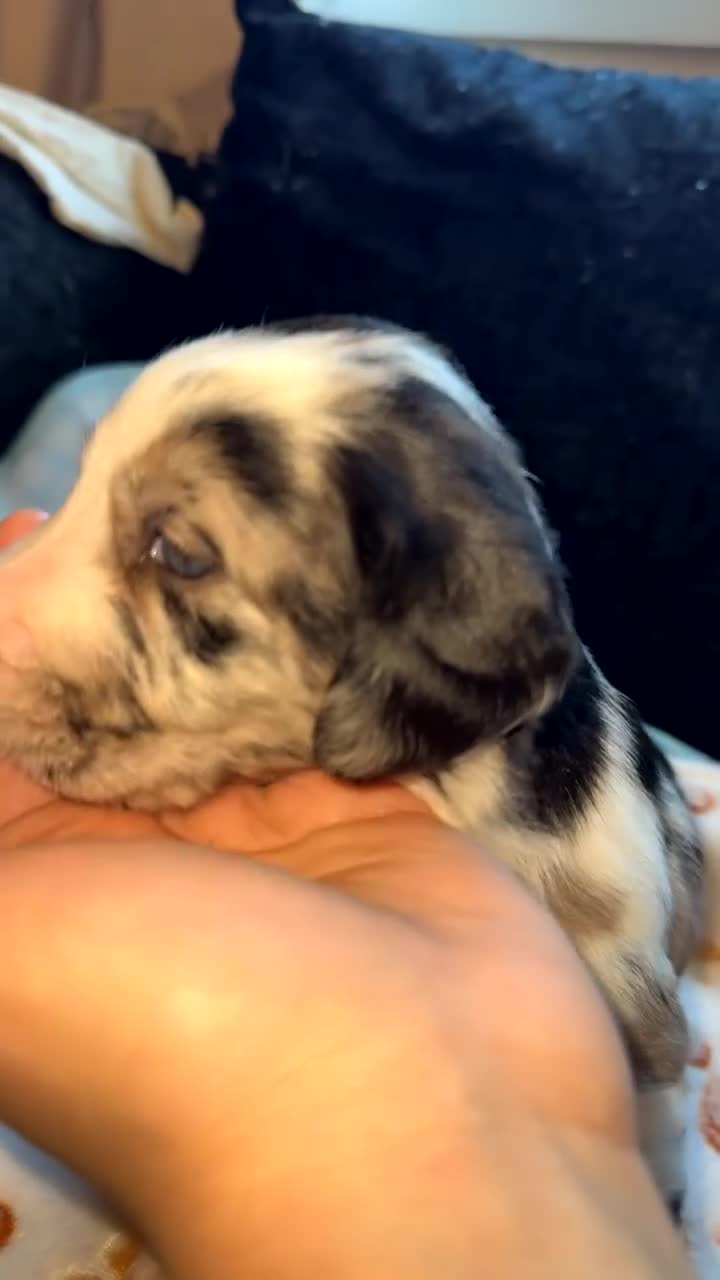 Mixed Breed dogs for sale: BLUE EYED RARE Genetic Merle Sprollies - Video 1