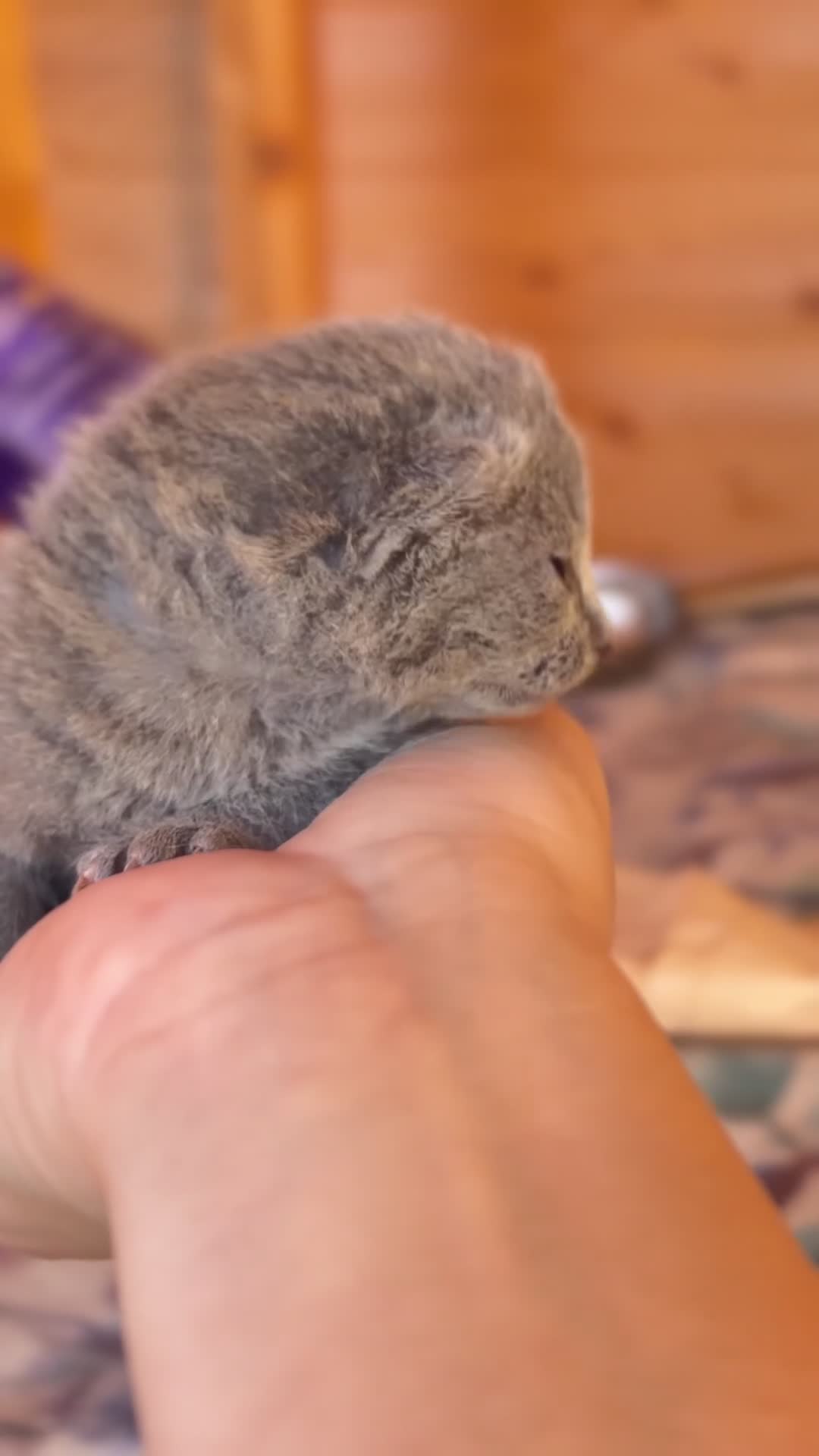 Russian Blue cats for sale: *TOP* Quality Genetically Tested Russian Blues - Video 1