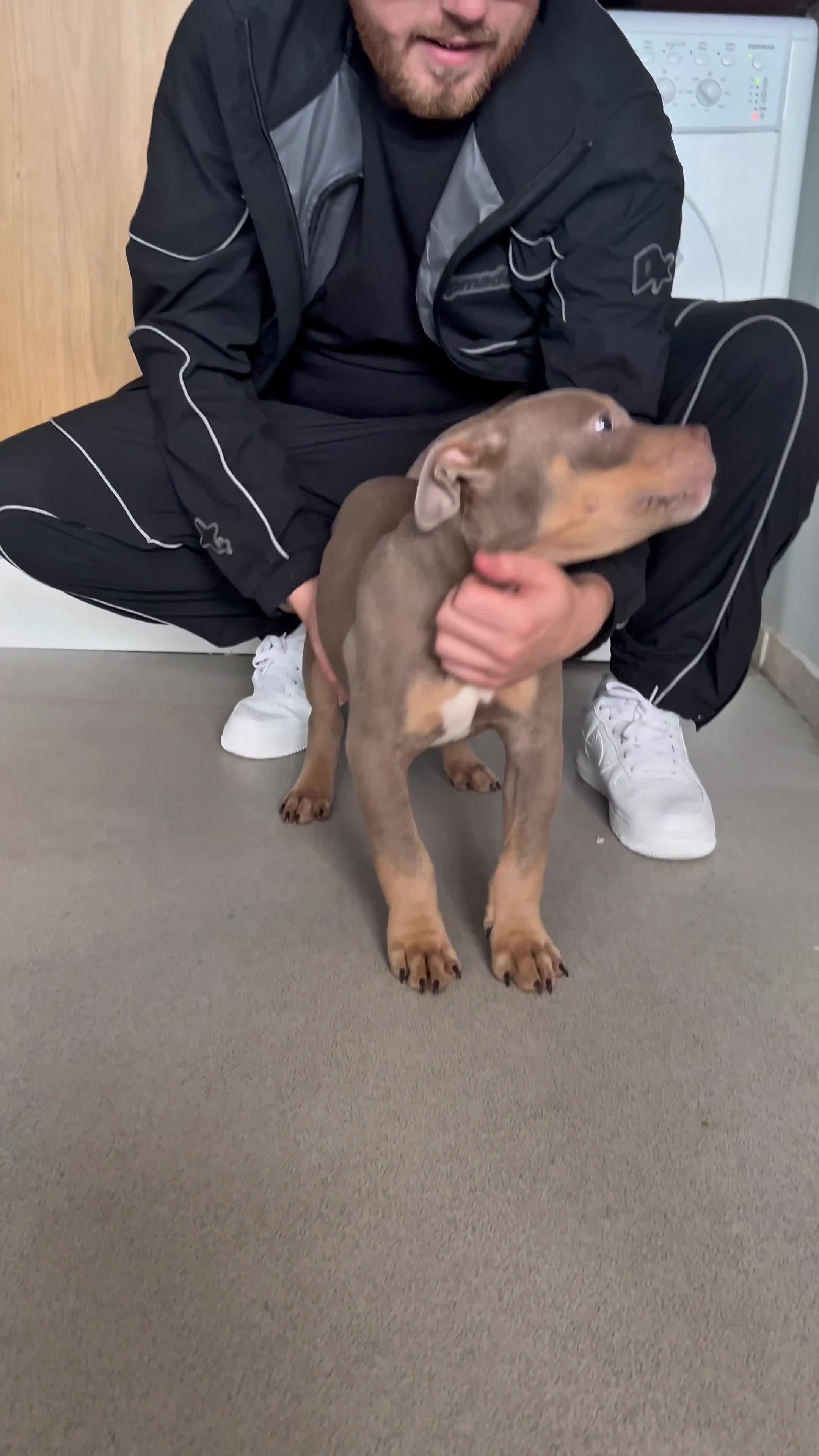 American Bully dogs for sale: Pocket Bullies - Video 1