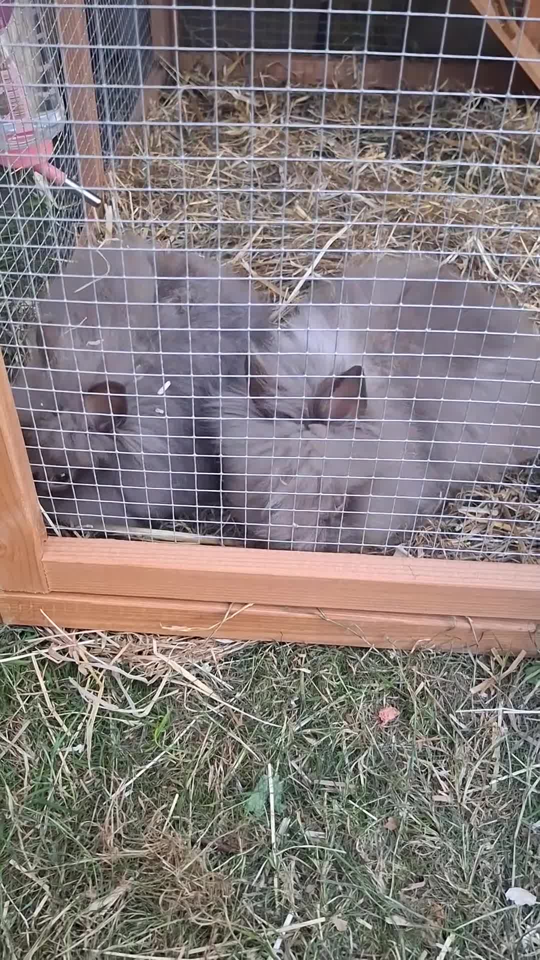 Lionhead rabbits for sale: 2 Beautiful Fluffy Lionhead-Type Rabbits for Home in Reading - Video 1