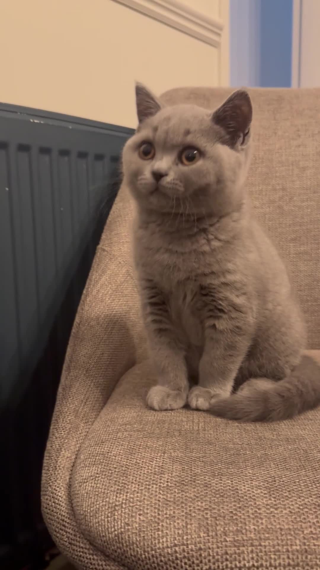 British Shorthair cats for sale: British short hair BOY.  - Video 1