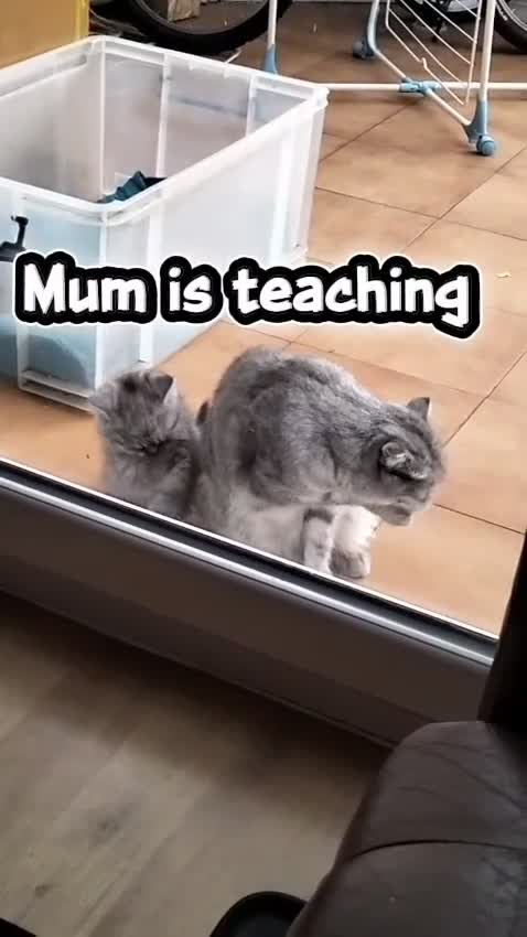 Mixed Breed cats for sale: Clever kittens need a new home  - Video 2
