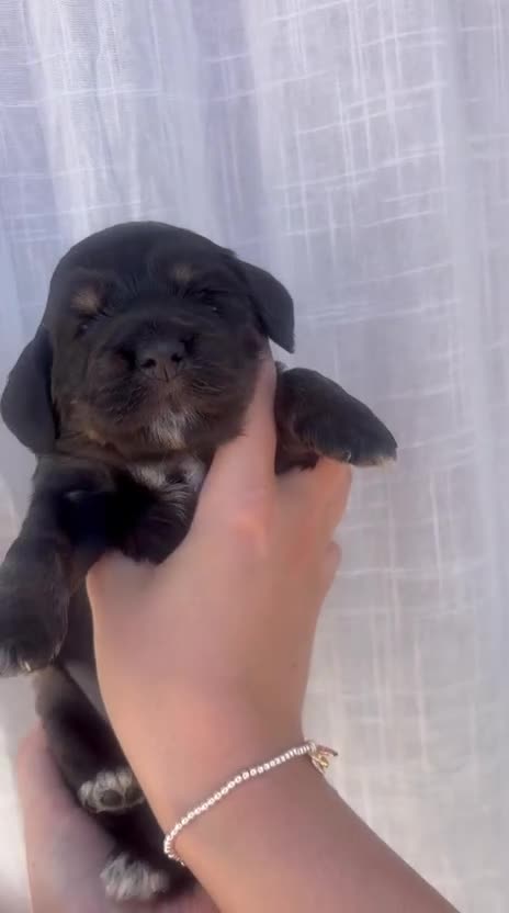Cocker Spaniel dogs for sale: Show Type Cocker Spaniel Pups 🐶😍 - Video 1