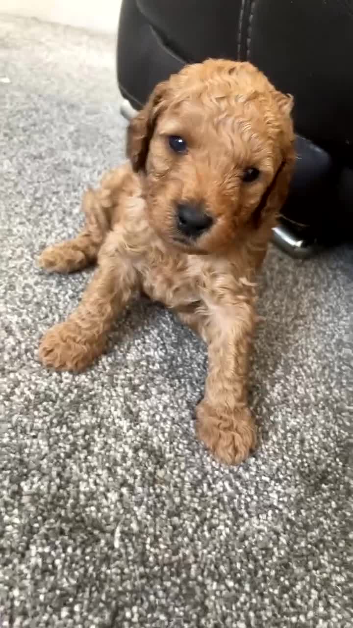 Mini Goldendoodle dogs for sale: Goldendoodle puppies  - Video 1