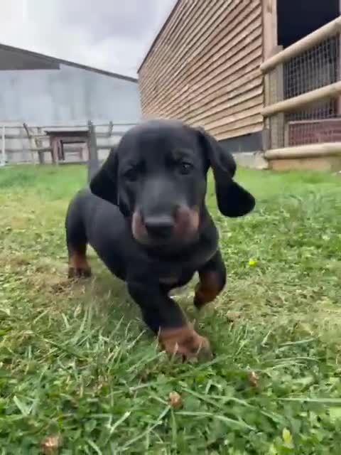 Dachshund dogs for sale: Standard dachshund puppies - Video 2