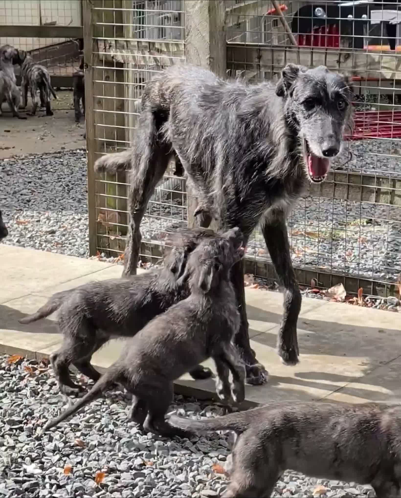 Irish Wolfhound dogs for sale: Wolfhound/Caucasian  - Video 4
