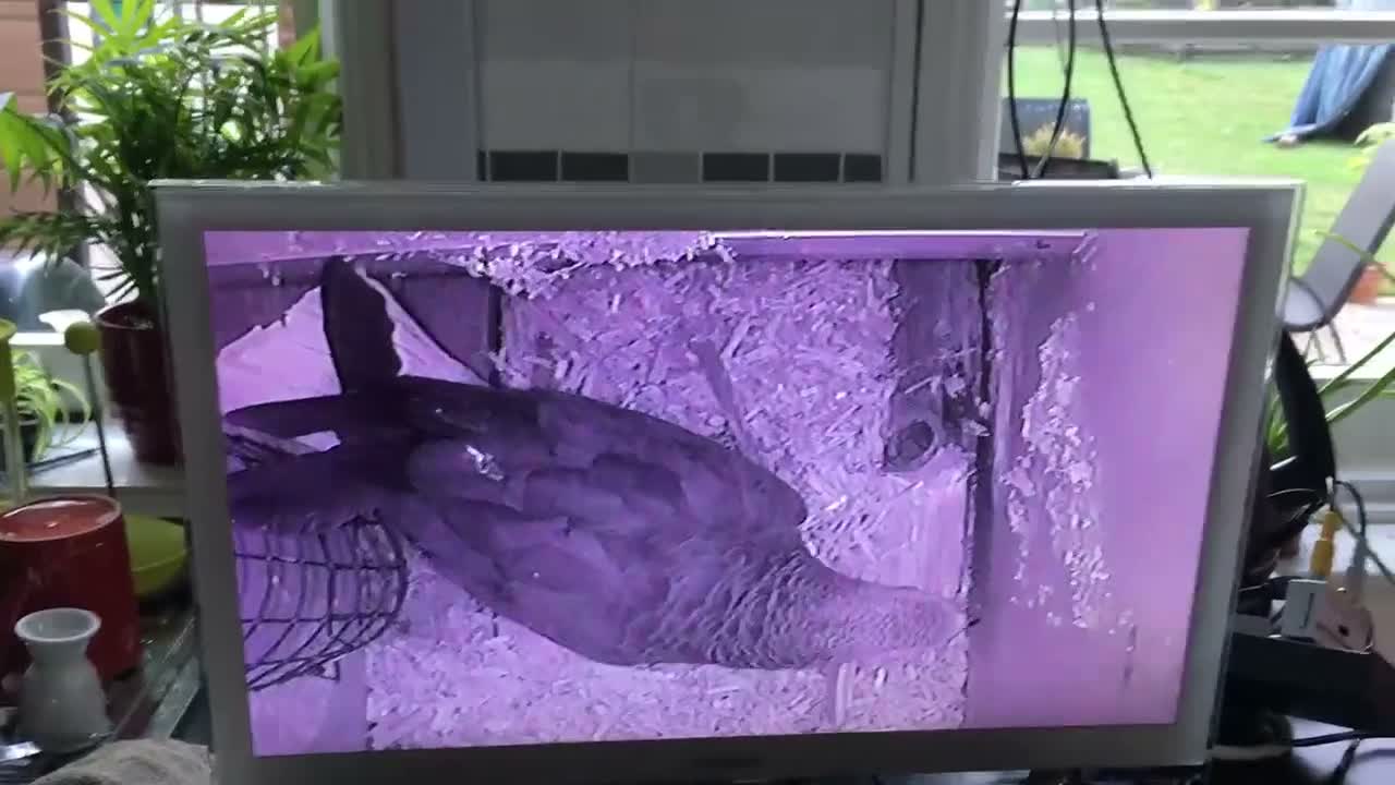 Parrots birds for sale: African Grey - Video 1